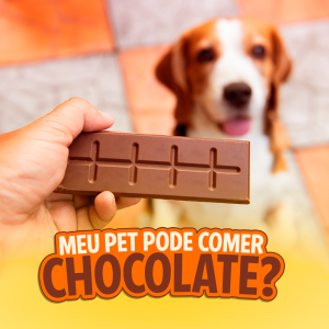 Meu Pet pode comer chocolate? 