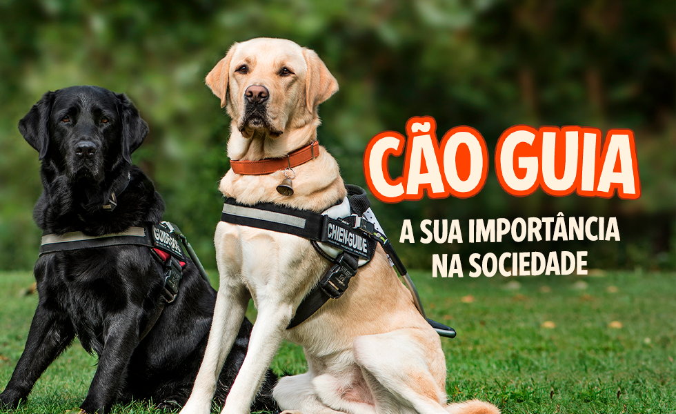 Guia De Treino Para Filhotes De Cachorro: A Guia Para