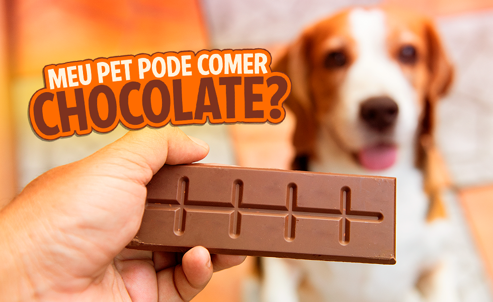 Meu pet pode comer chocolate - Pet Shop Rei dos Animais