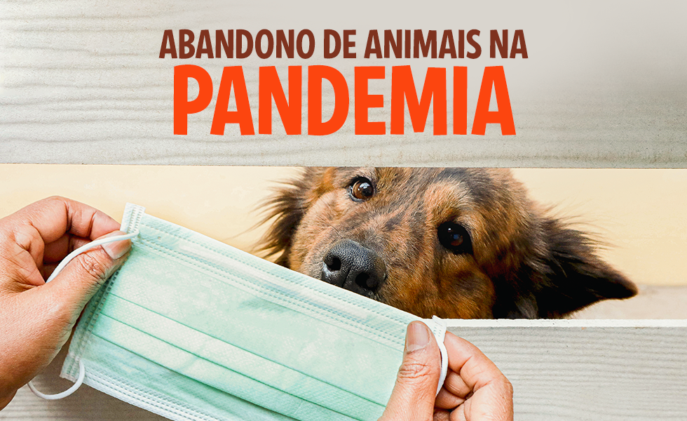 Blog do Rei - Abandono de Animais na pandemia