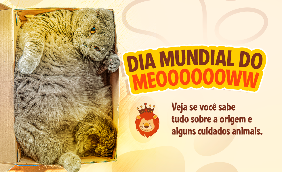 Dia Mundial do Gato 2022 - Pet Shop Rei dos Animais