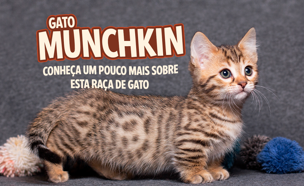 Munchkin: gato de pernas pequenas - Pet Shop Rei dos Animais