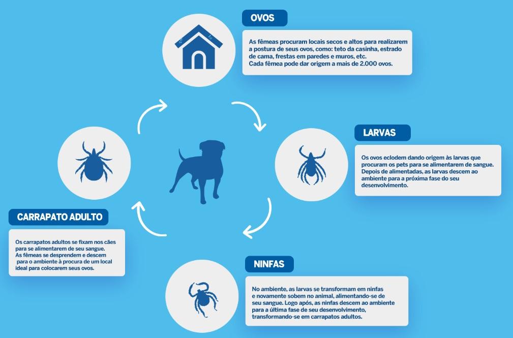 Blog Rei dos Animais - 10 Antipulgas para Gatos e Cachorros